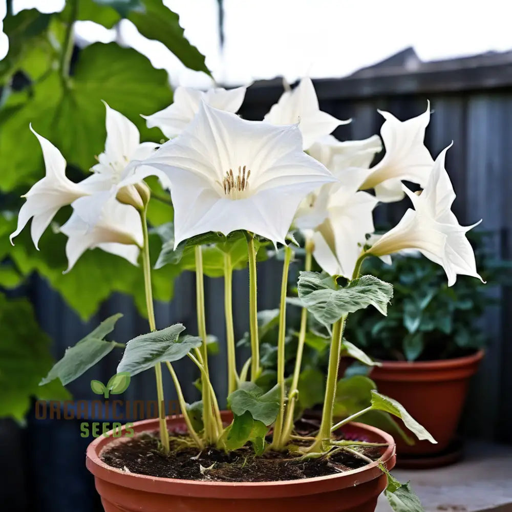 Moonflower Seeds Night-Blooming Beautiful Garden Bulk For Planting Annuals