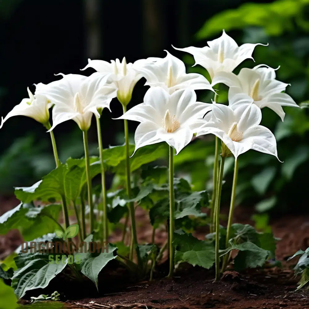 Moonflower Seeds Night-Blooming Beautiful Garden Bulk For Planting Annuals