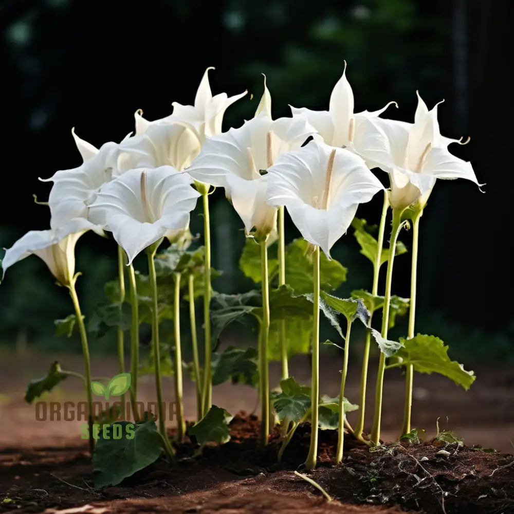 Moonflower Seeds Night-Blooming Beautiful Garden Bulk For Planting Annuals