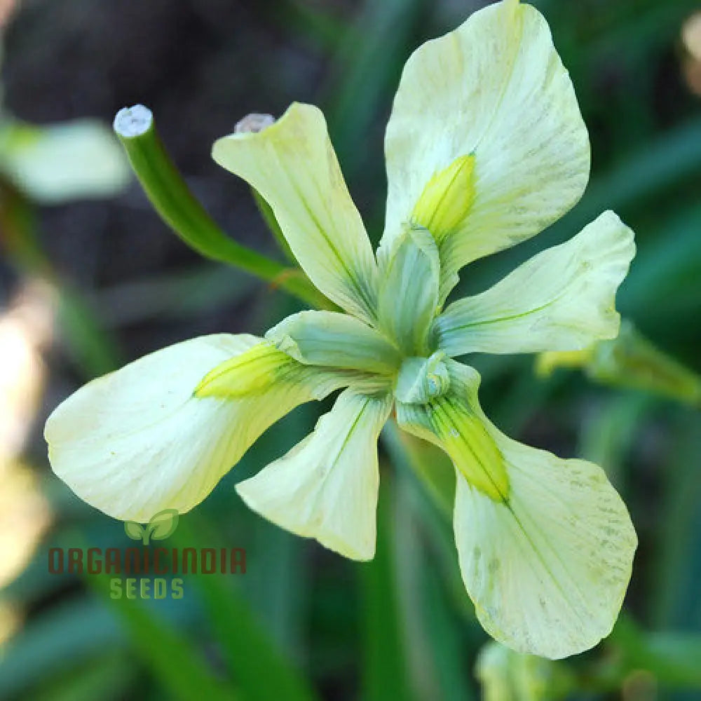 Moraea Alticola Flower Seeds For Planting Premium Quality Gardening Seeds