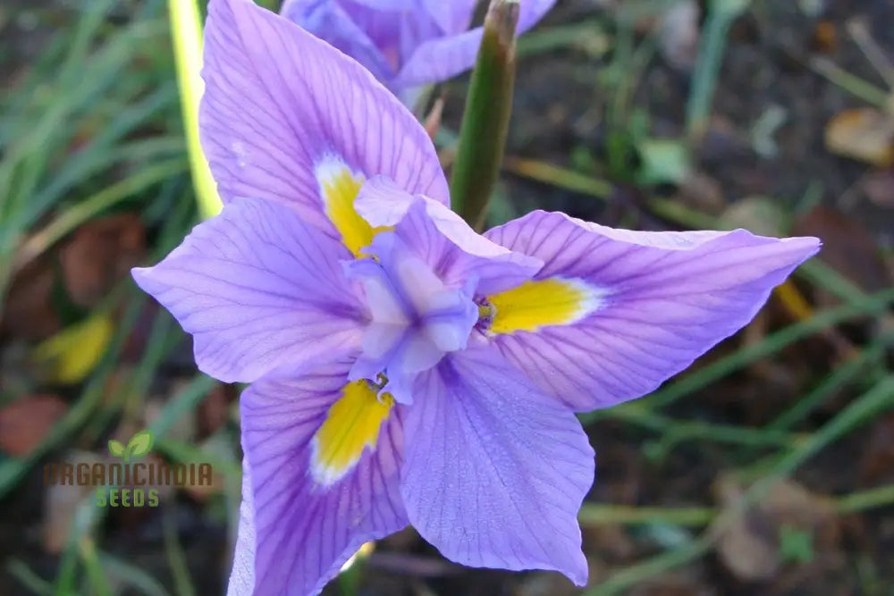 Moraea Polystachya Flower Seeds For Planting Ideal Gardening Enthusiasts Premium Quality Vibrant