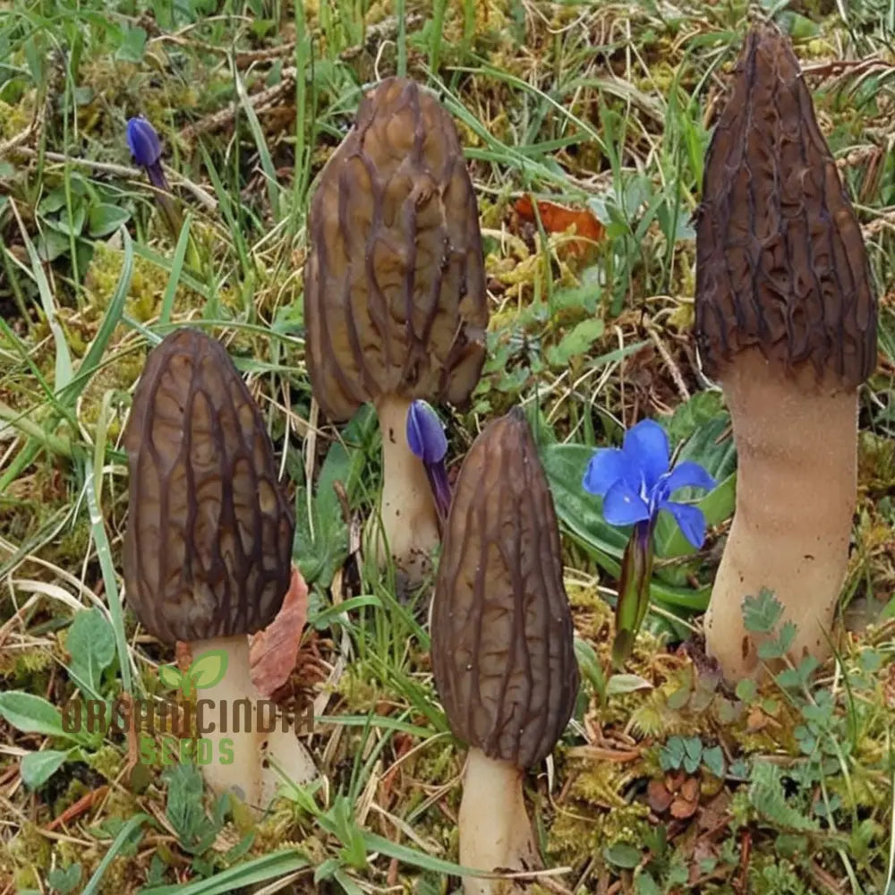 Morel Mushroom Culture Vegetable Seeds Morchella Esculenta Mycelium Cultivating Seeds Fungi Kingdom