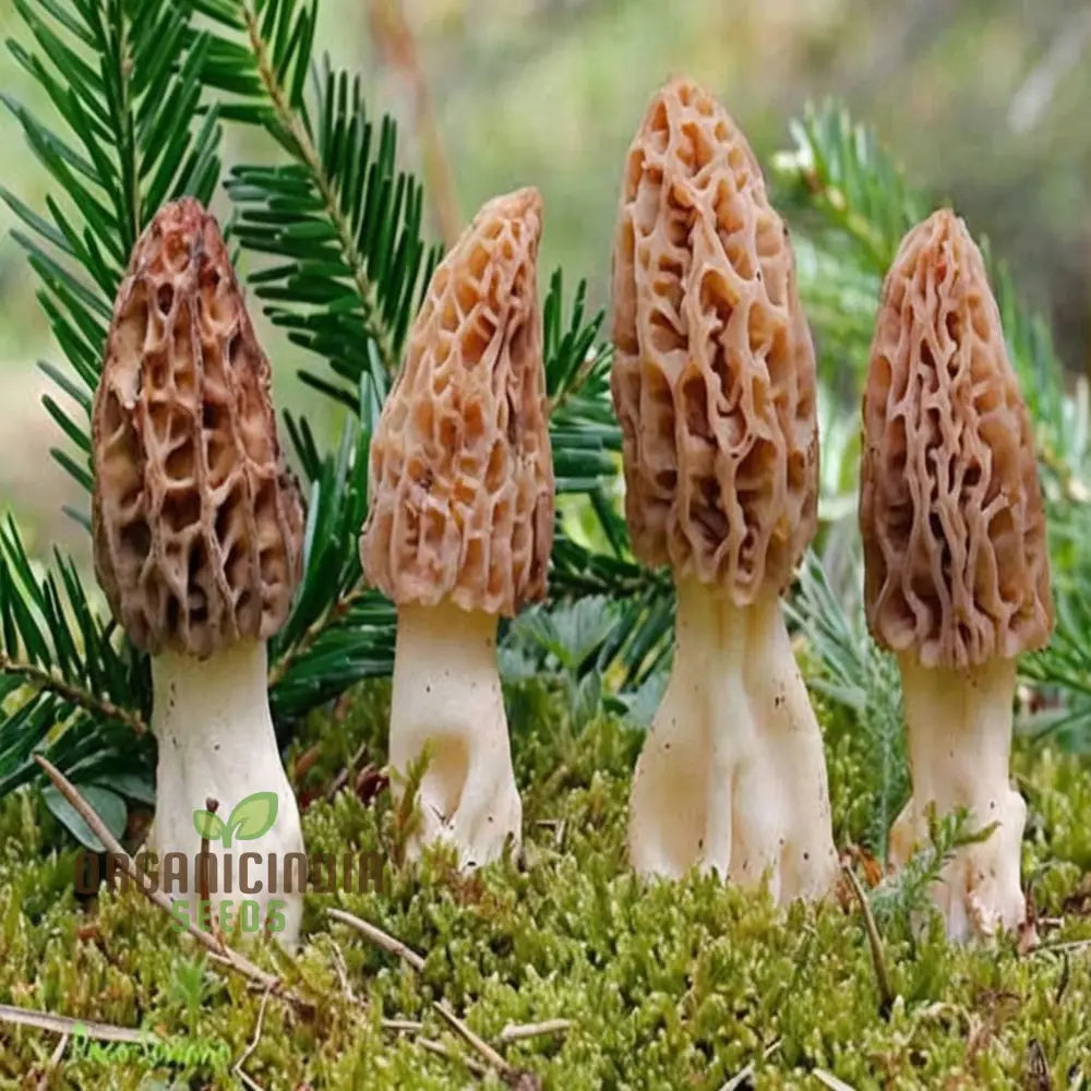 Morel Mushroom Culture Vegetable Seeds Morchella Esculenta Mycelium Cultivating Seeds Fungi Kingdom