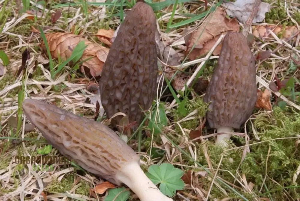 Morel Mushroom Culture Vegetable Seeds Morchella Esculenta Mycelium Cultivating Seeds Fungi Kingdom