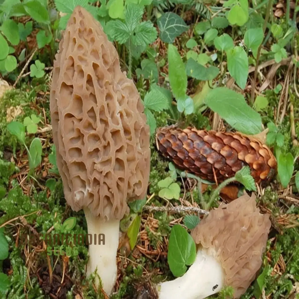 Morel Mushroom Culture Vegetable Seeds Morchella Esculenta Mycelium Cultivating Seeds Fungi Kingdom