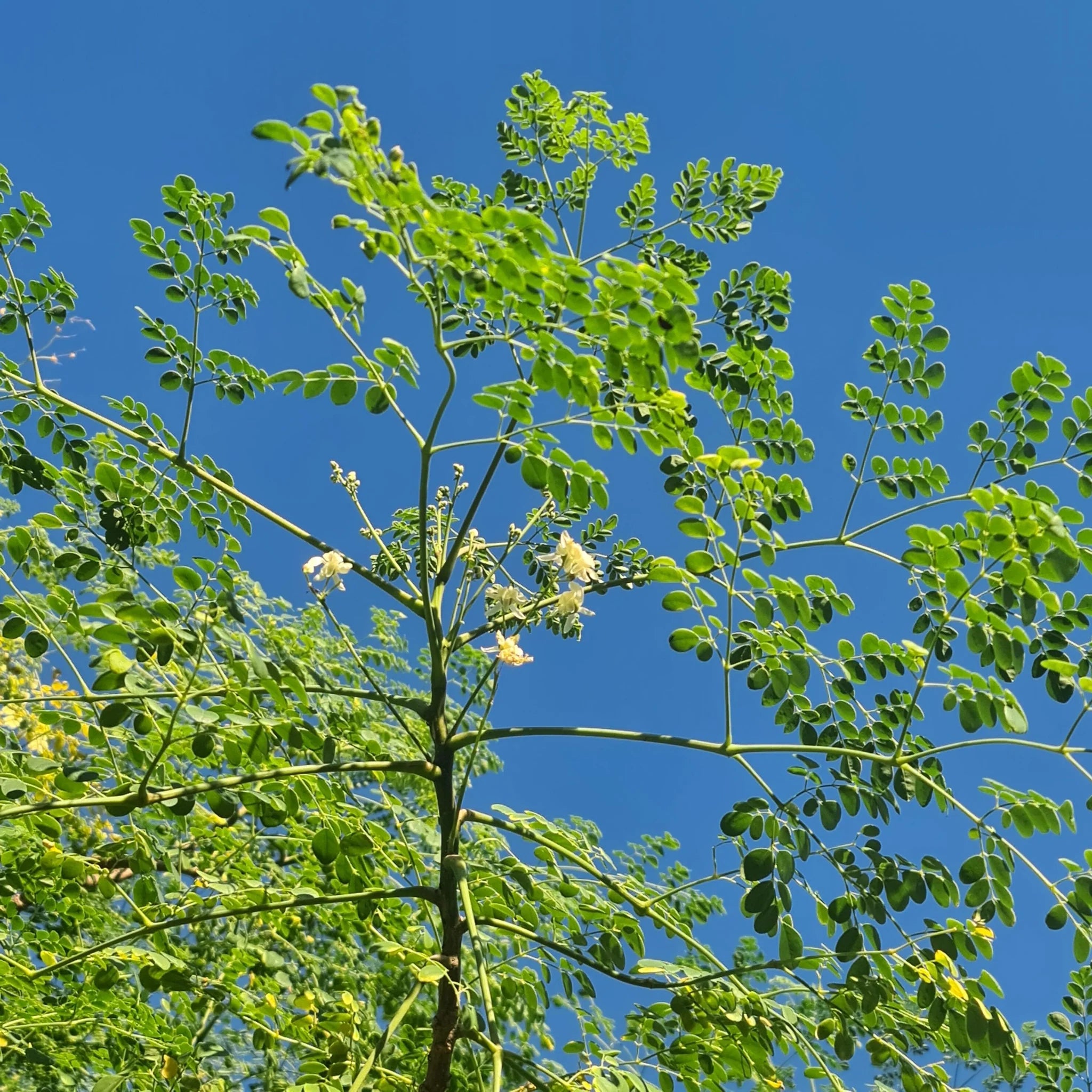 Moringa Seeds Organic PKM1 Variety - Large Size Malunggay, Shobhanjana, Miracle Tree, Drumstick Tree | Non-GMO 50 pcs