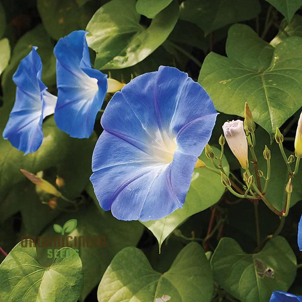 Morning Glory Heavenly Blue Flower Seeds For Planting Grow Stunning Vibrant Blooms Beautiful Garden