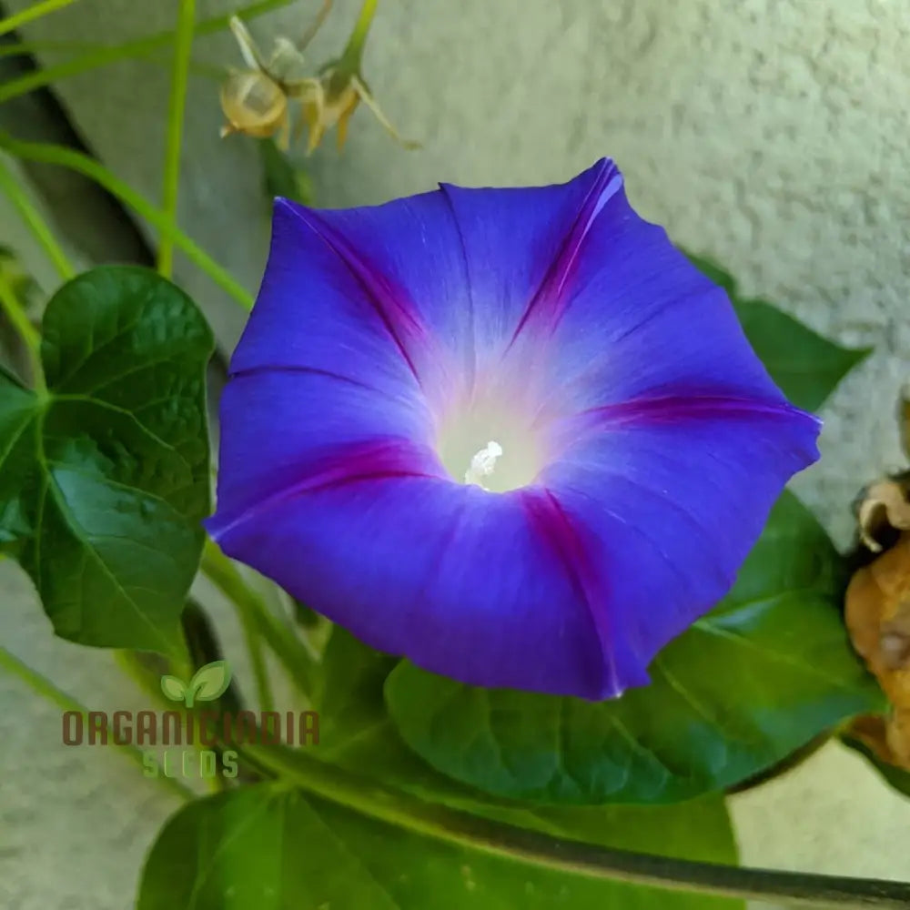 Morning Glory Heavenly Blue Flower Seeds For Planting Grow Stunning Vibrant Blooms Beautiful Garden