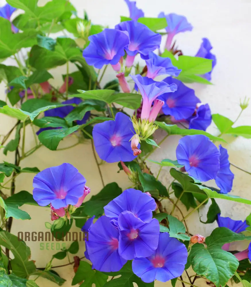 Morning Glory Heavenly Blue Flower Seeds For Planting Grow Stunning Vibrant Blooms Beautiful Garden