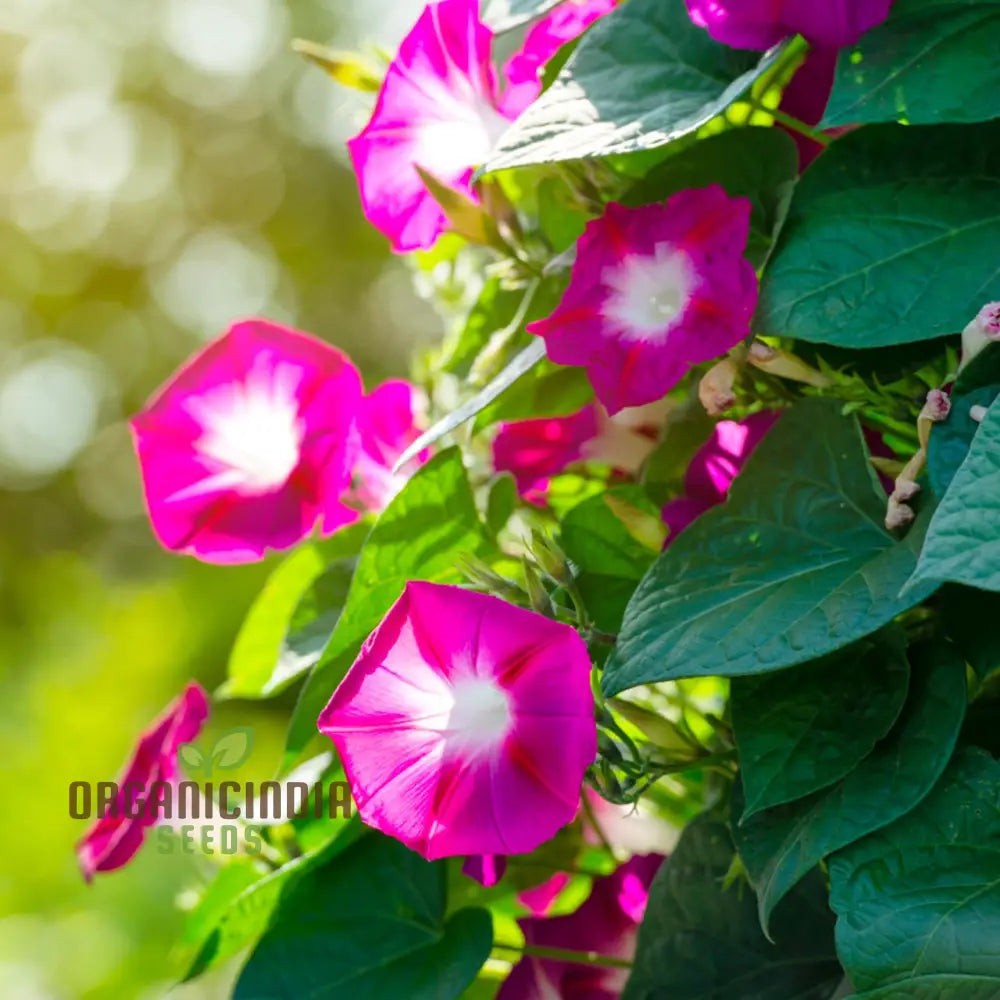 Morning Glory - Scarlet Oâ€™hara Seeds For Planting And Gardening