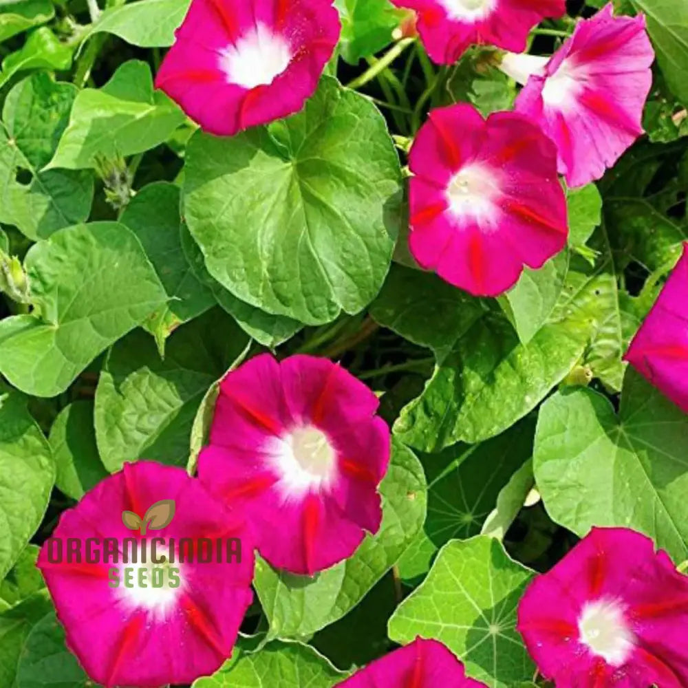 Morning Glory - Scarlet Oâ€™hara Seeds For Planting And Gardening