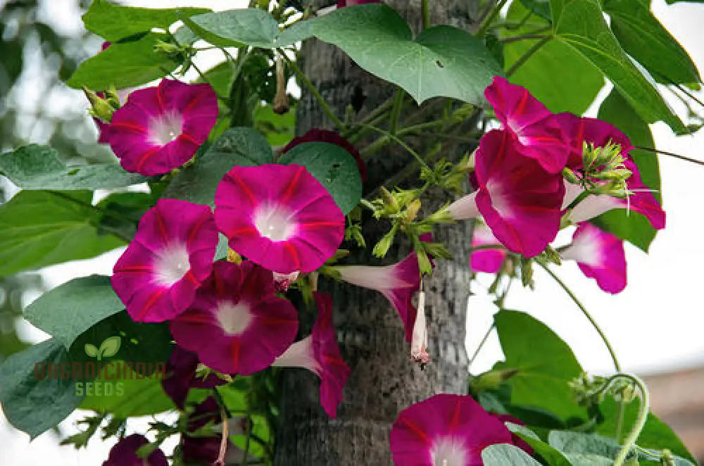 Morning Glory - Scarlet Oâ€™hara Seeds For Planting And Gardening