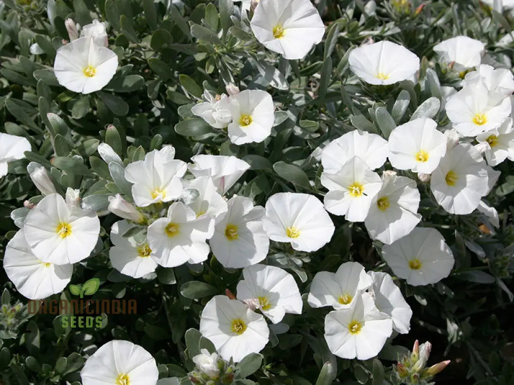 Morning Glory White Seeds For Your Garden - Buy Online Now