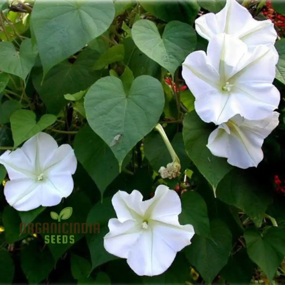 Morning Glory White Seeds For Your Garden - Buy Online Now