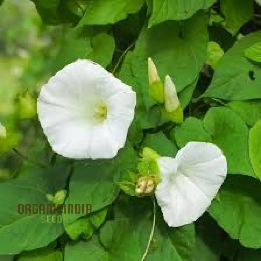 Morning Glory White Seeds For Your Garden - Buy Online Now