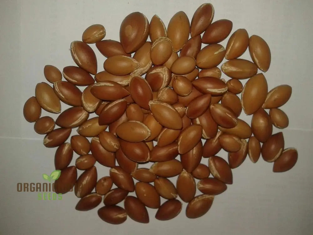 Moroccan Argan Tree Seeds (100Pcs)