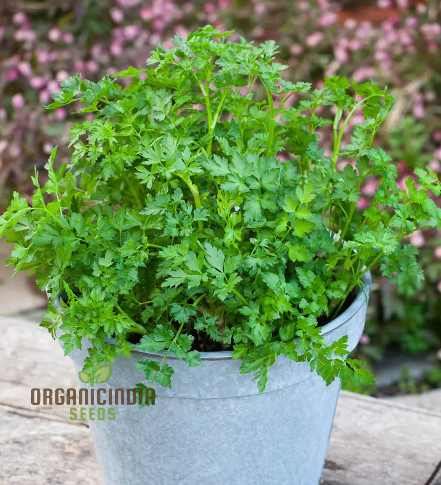 Moss Curled Parsley Vegetable Seeds Heirloom For Culinary Delights And Beautiful Gardens’