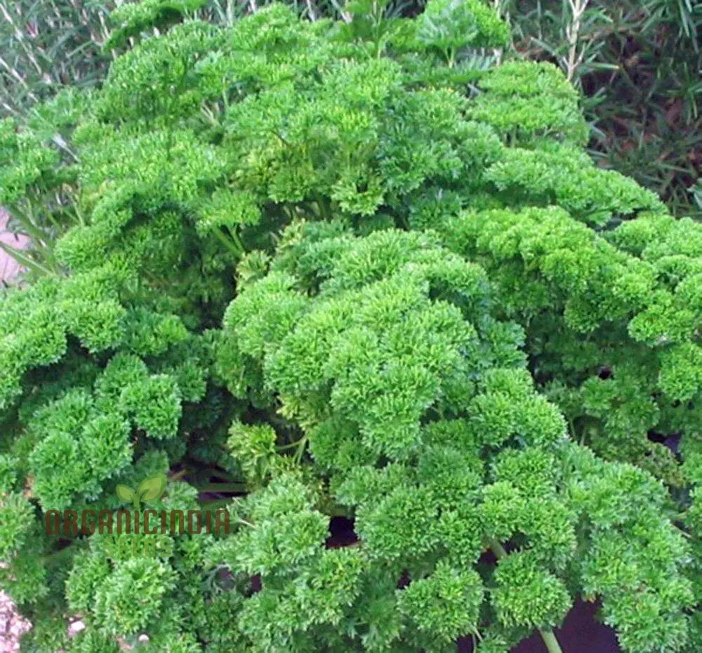 Moss Curled Parsley Vegetable Seeds Heirloom For Culinary Delights And Beautiful Gardens’