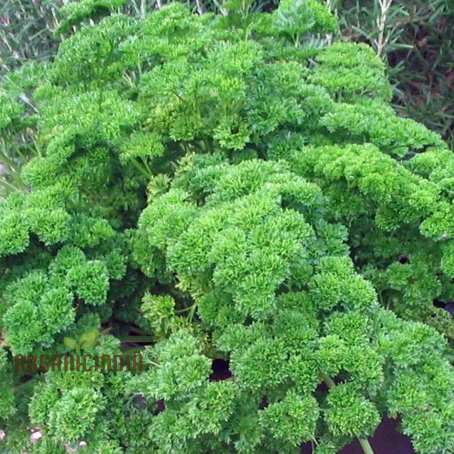 Moss Curled Parsley Vegetable Seeds Heirloom For Culinary Delights And Beautiful Gardensâ€™