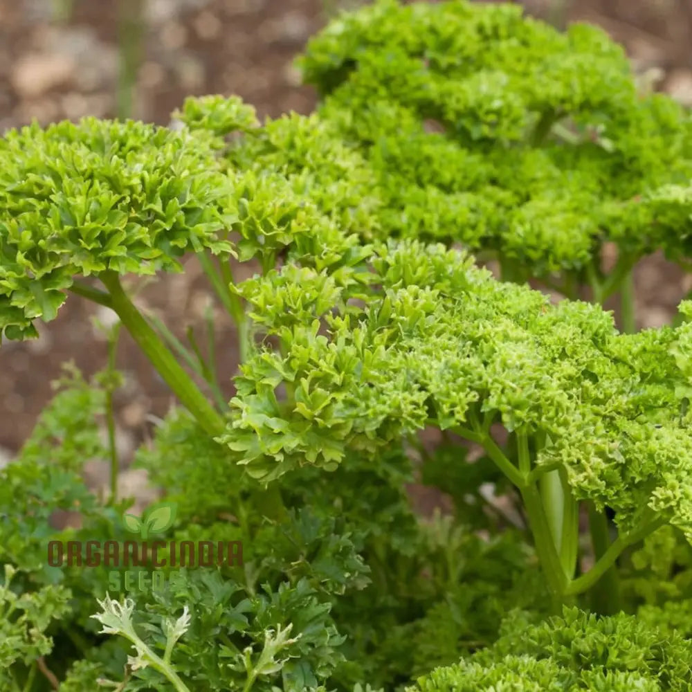 Moss Curled Parsley Vegetable Seeds Heirloom For Culinary Delights And Beautiful Gardens’