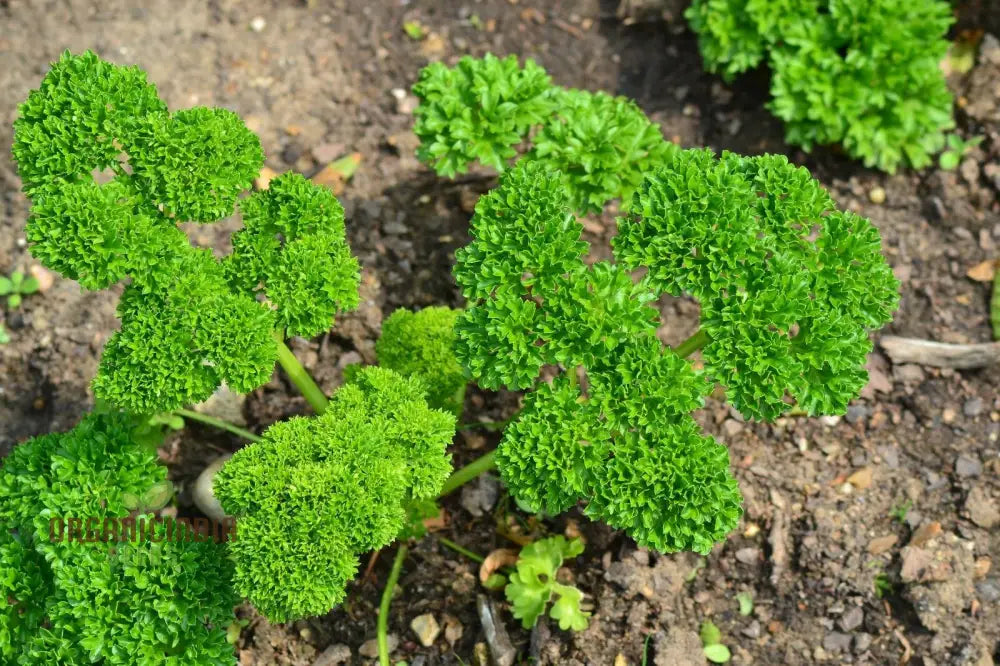 Moss Curled Parsley Vegetable Seeds Heirloom For Culinary Delights And Beautiful Gardens’