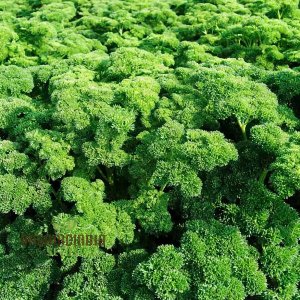 Moss Curled Parsley Vegetable Seeds Heirloom For Culinary Delights And Beautiful Gardens’