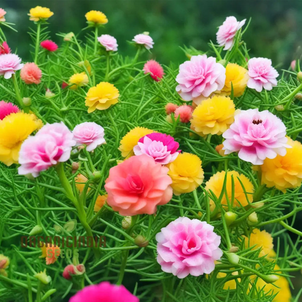 Moss Rose Flower Seeds Portola Turquoise Ground Cover Droughty Periods Annuals