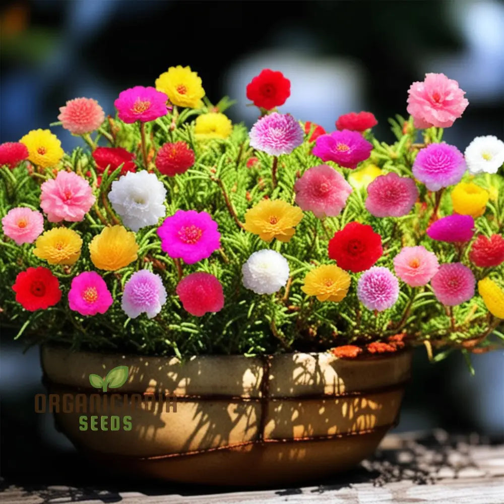 Moss Rose Flower Seeds Portola Turquoise Ground Cover Droughty Periods Annuals