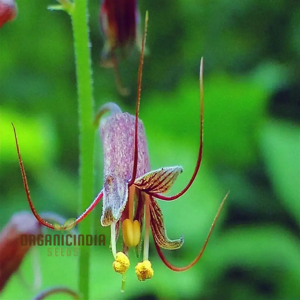 Mothers Menziesii Flower Seeds - Delicate Blooms For Nostalgic Garden Reveries Annuals