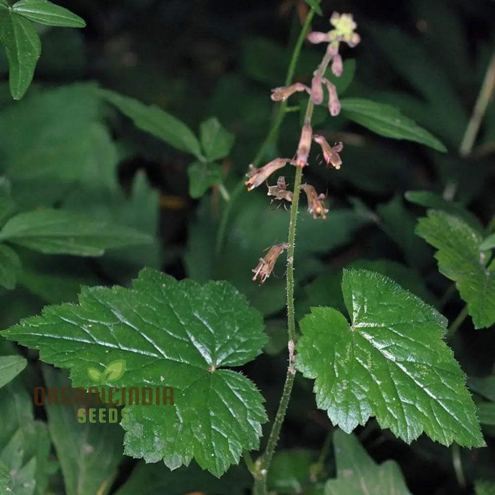 Mothers Menziesii Flower Seeds - Delicate Blooms For Nostalgic Garden Reveries Annuals