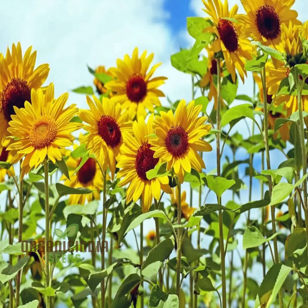 Moulin Rouge Sunflower Seeds Exquisite Deep Red Blooms With Stunning Garden Annuals