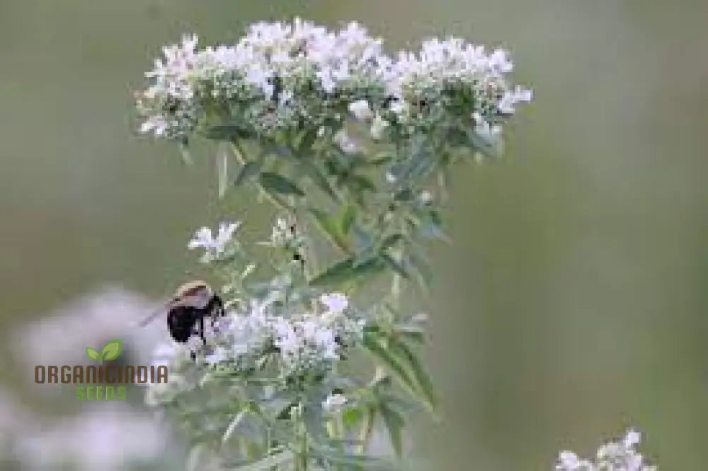 Mountain Mint (Pycnanthemum Pilosum) Seeds - Fragrant Herb For Pollinators Grow Your Own Medicinal