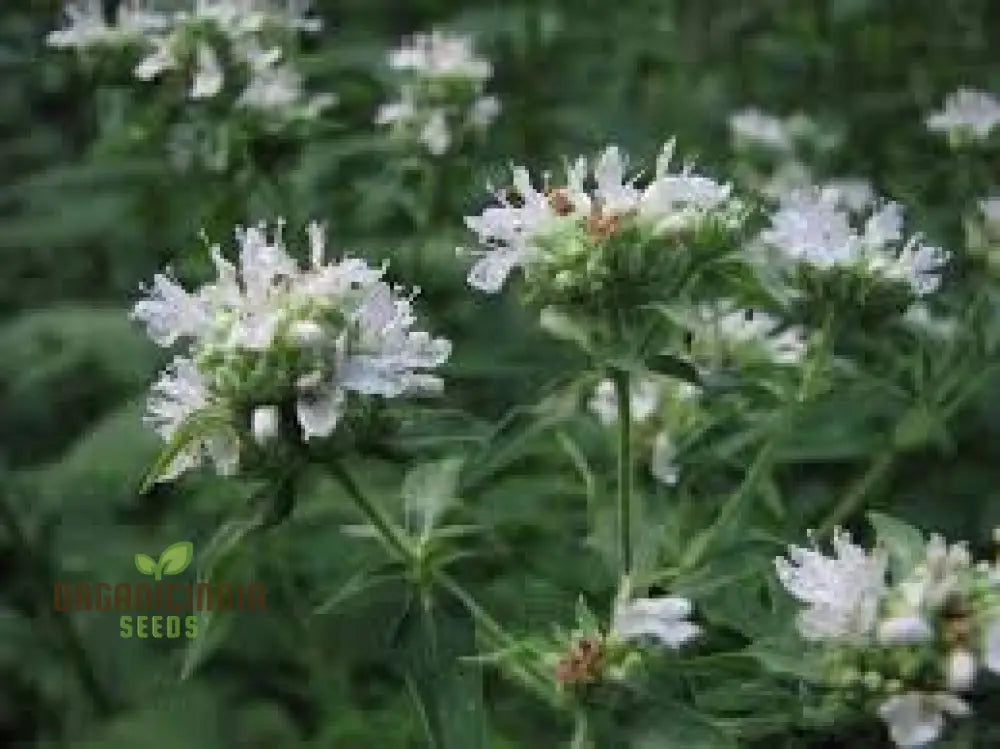 Mountain Mint (Pycnanthemum Pilosum) Seeds - Fragrant Herb For Pollinators Grow Your Own Medicinal