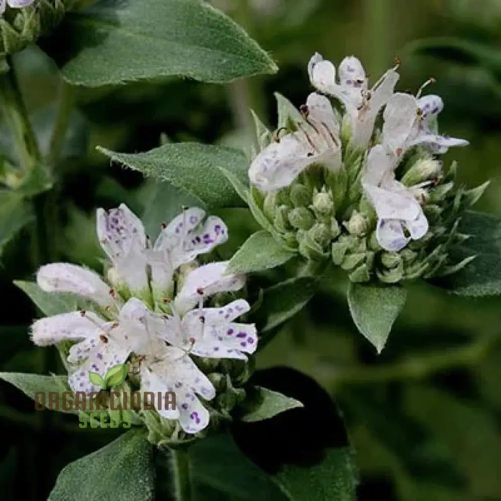 Mountain Mint (Pycnanthemum Pilosum) Seeds - Fragrant Herb For Pollinators Grow Your Own Medicinal