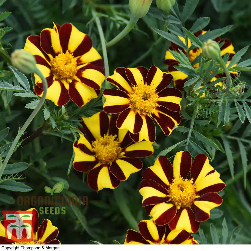 Mr Majestic Marigold Seeds: Premium Quality Seeds For Vibrant Garden Blooms And Successful Gardening