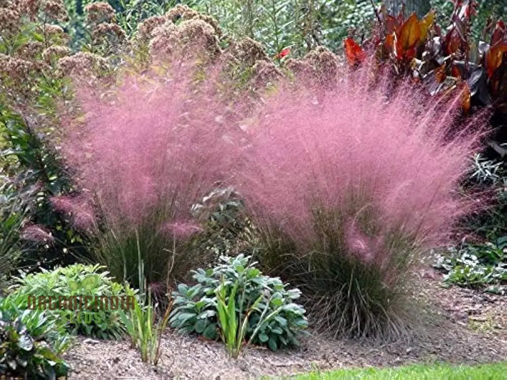 Muhlenbergia Capillaris Seeds For Planting Beautiful Pink Hair Grass Gardens Perennial Plant