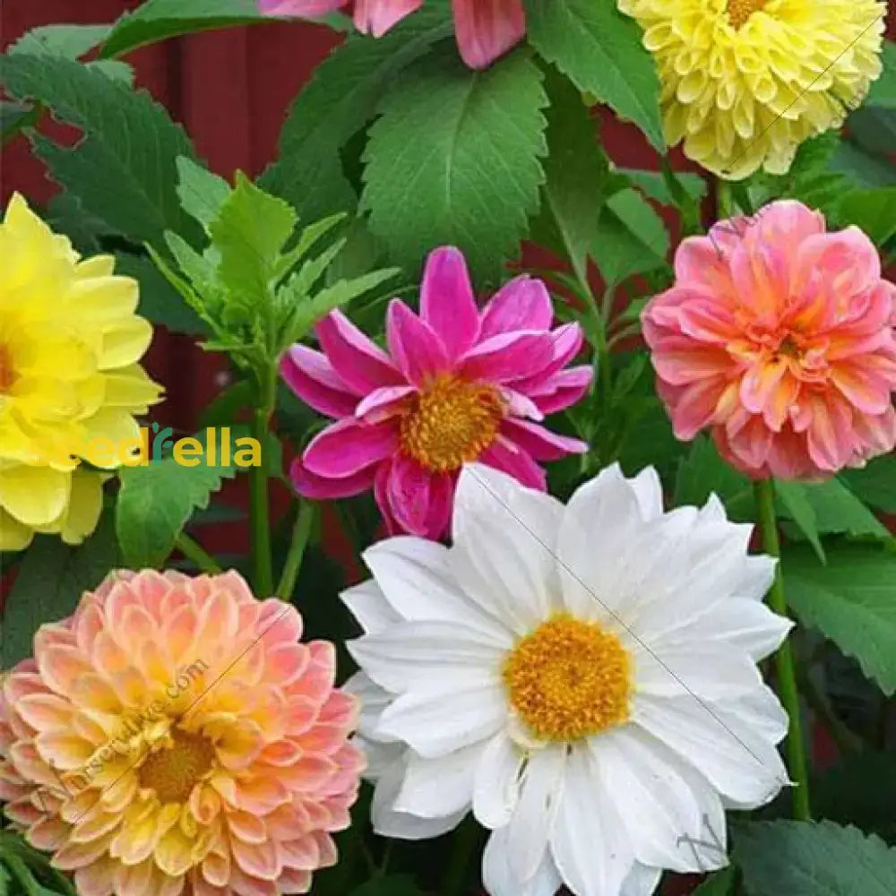 Multi-Color Dahlia Flower Seeds For Planting Mixed