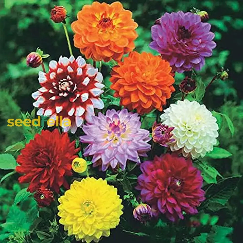 Multi-Color Dahlia Flower Seeds For Planting Mixed