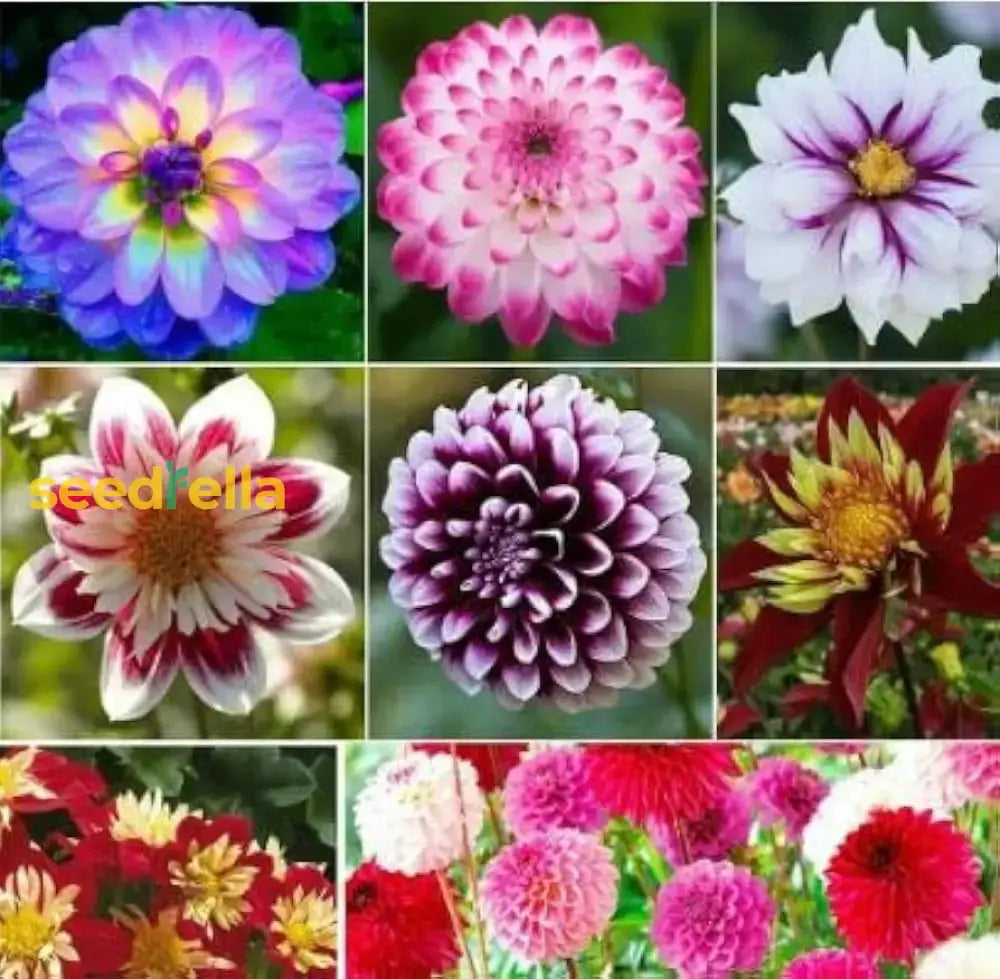 Multi-Color Dahlia Flower Seeds For Planting Mixed