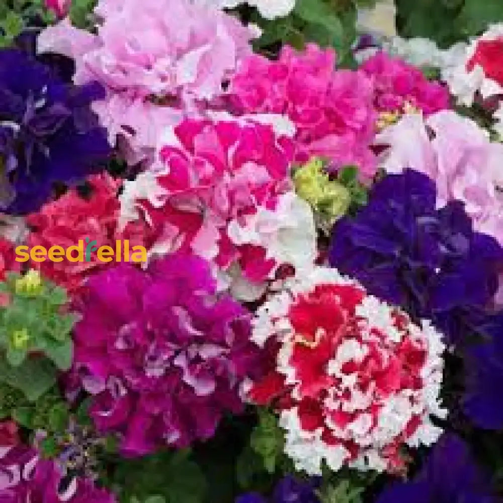 Multi-Flowered Double-Petal Petunia Seeds Light Violet For Planting Flower