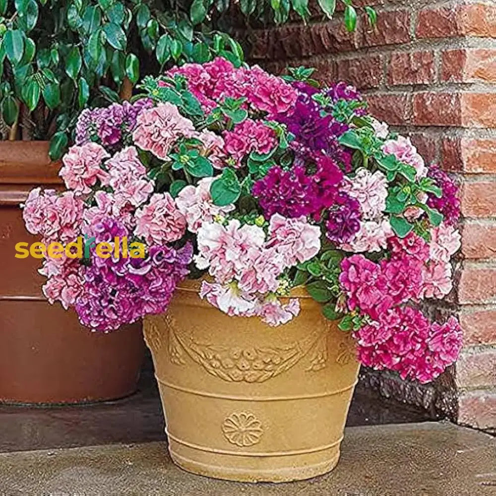 Multi-Flowered Double-Petal Petunia Seeds Light Violet For Planting Flower