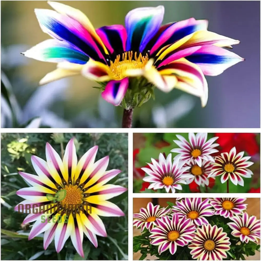 Multicolor Dwarf Variegated Sunflower Seeds - Brighten Your Garden With Vibrant Blooms