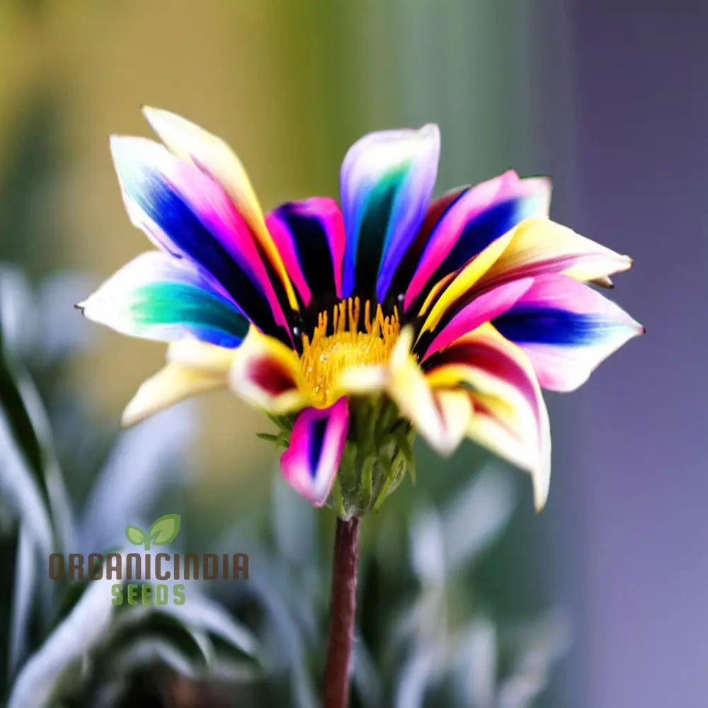 Multicolor Dwarf Variegated Sunflower Seeds - Brighten Your Garden With Vibrant Blooms