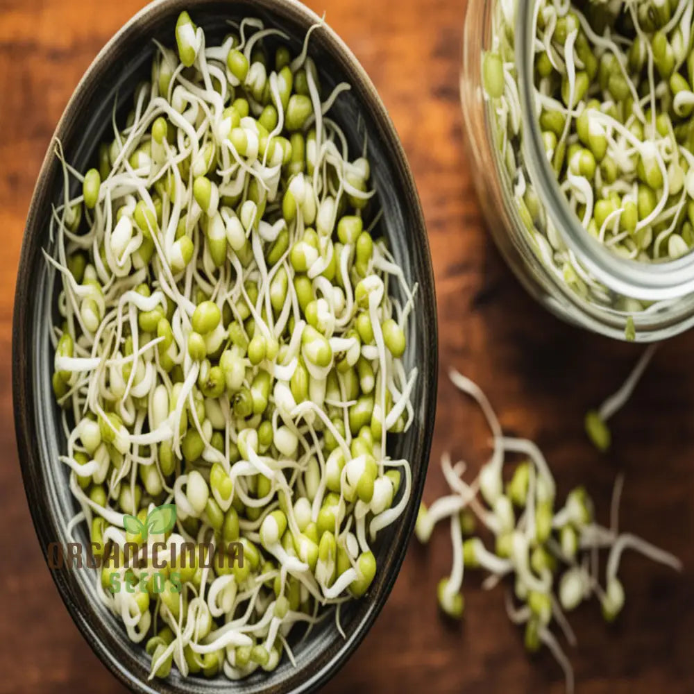 Mung Bean Seeds For Nutritious Sprouts - Gardening & Planting 100 Pcs