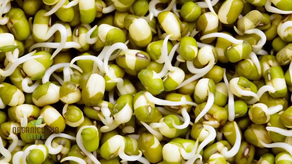 Mung Bean Seeds For Nutritious Sprouts - Gardening & Planting 100 Pcs