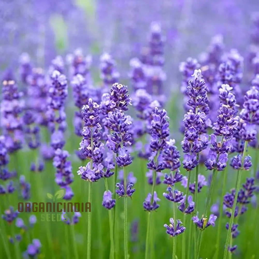 Munstead Lavender Seeds â€“ Elevate Your Gardening Experience With Fragrant Perennial Herb Blooms