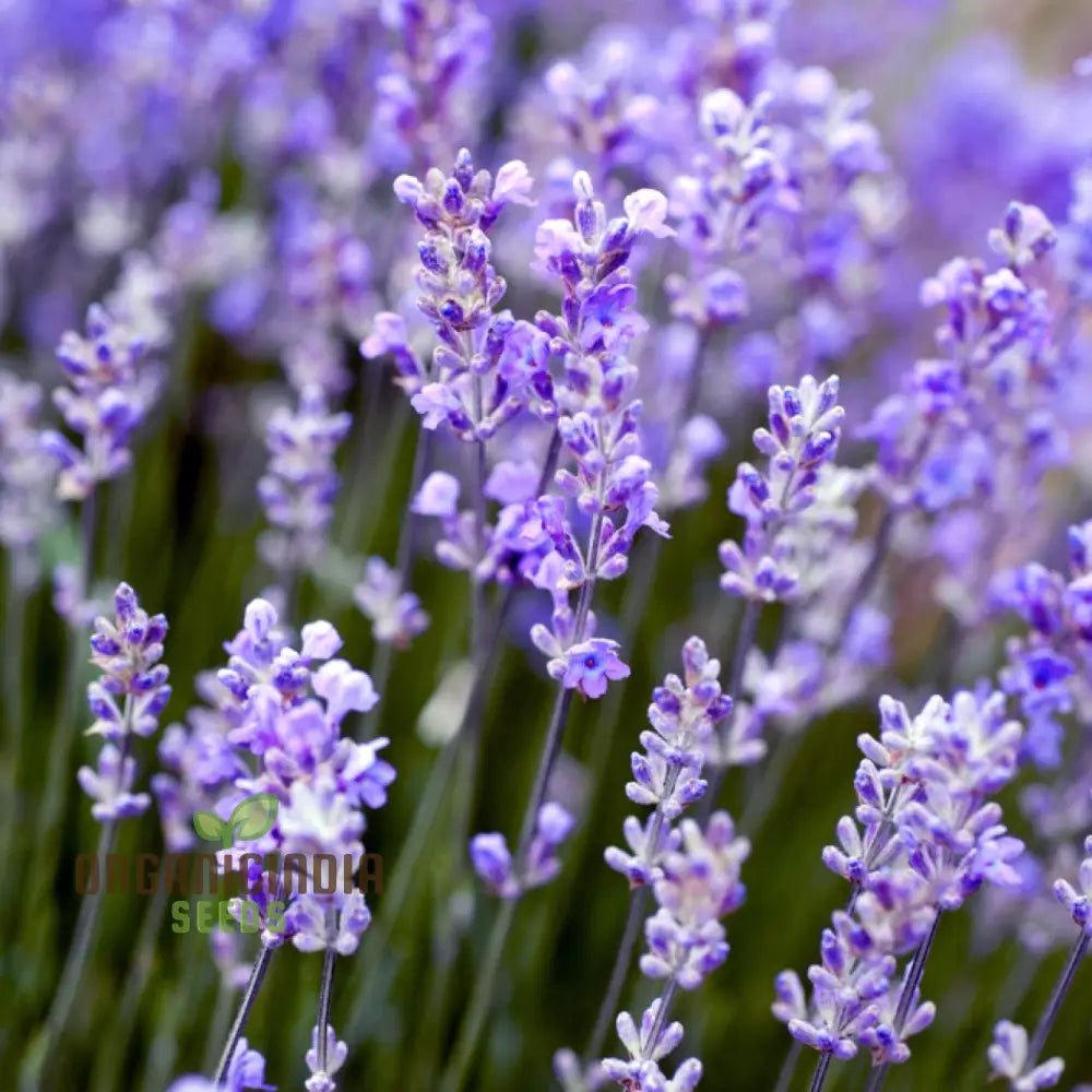 Munstead Lavender Seeds â€“ Elevate Your Gardening Experience With Fragrant Perennial Herb Blooms