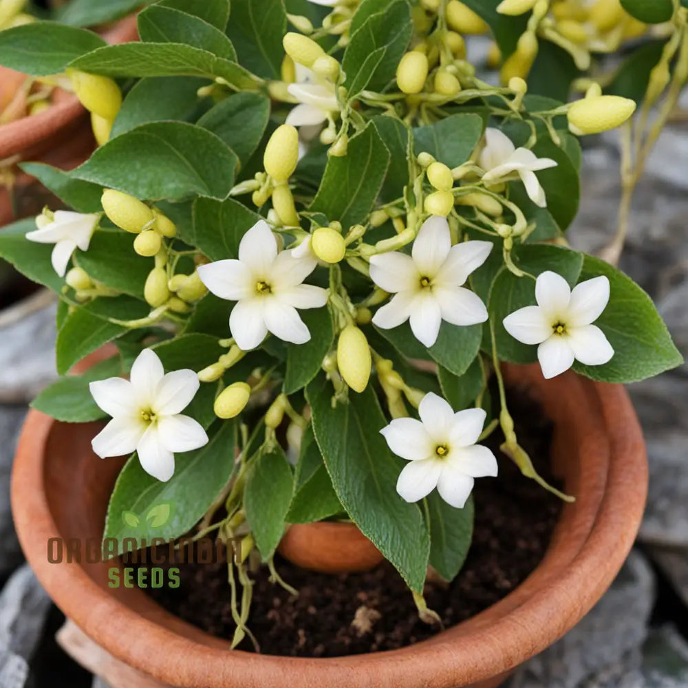 Murraya Paniculata Orange Jasmine Flower Seeds Cream Colored Flowers Daily Flowering Garden Plant