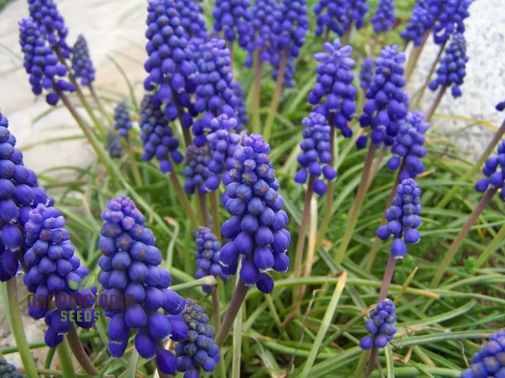 Muscari Armeniacum Flower Seeds Premium Quality For Planting And Gardening Seeds