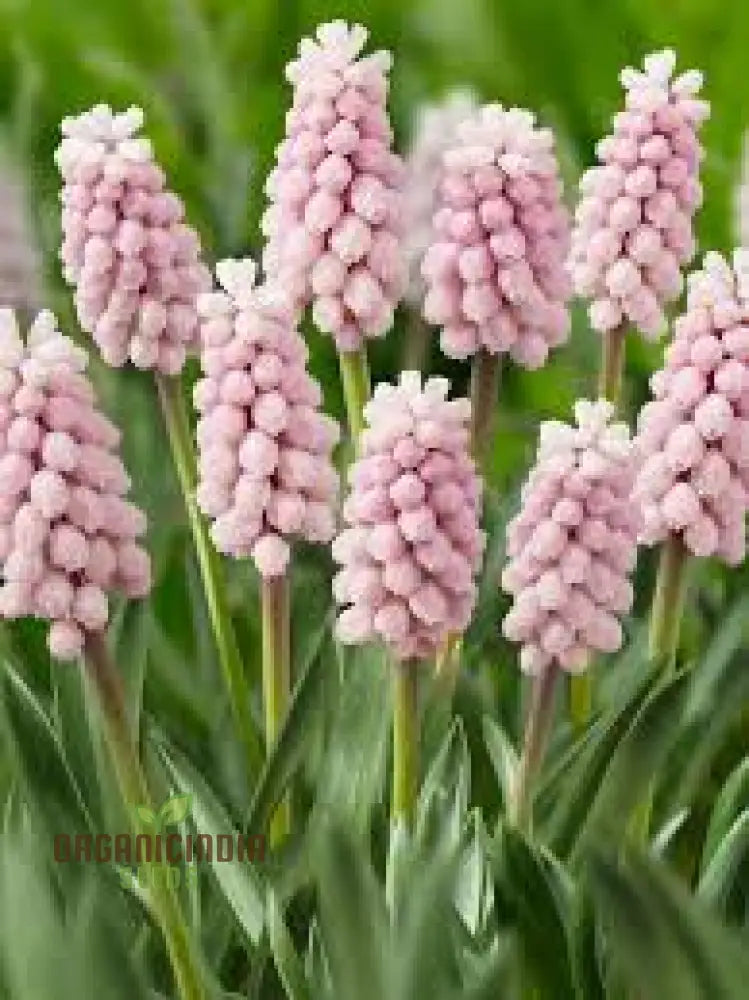 Muscari Pink Sunrise Flower Seeds For Planting Charming For A Beautiful And Delicate Garden Accent